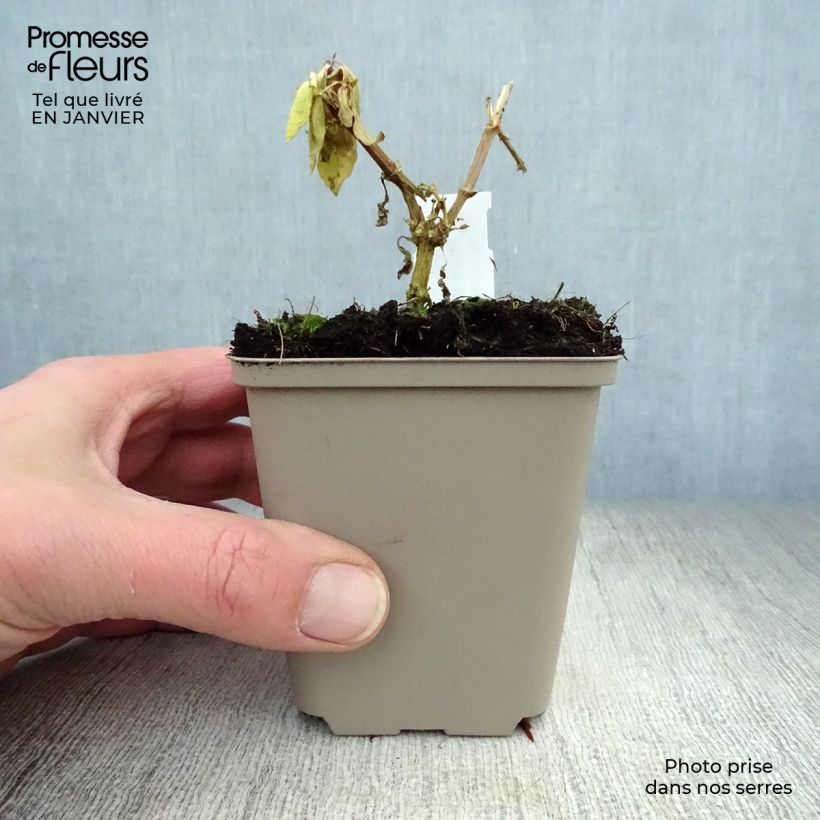 Phlox paniculata Eva Cullum Maceta de 8/9 cm Ejemplar entregado en invierno