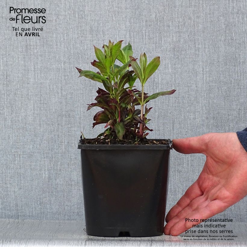 Phlox paniculata Famous Cerise Maceta 1,5L/2L Ejemplar entregado en la primavera