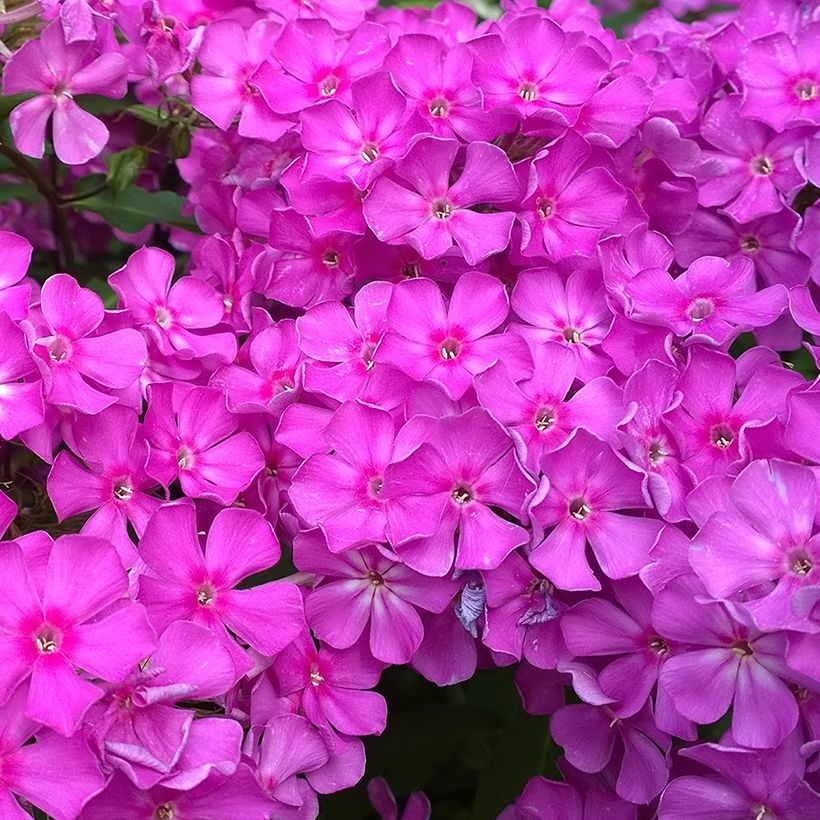 Phlox paniculata Famous Purple (Floración)