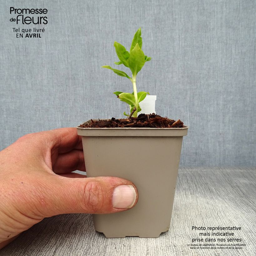 Phlox paniculata Flame White Imp. Maceta de 8/9 cm Ejemplar entregado en la primavera