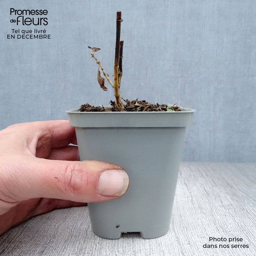 Phlox paniculata Fujiyama Maceta de 8/9 cm Ejemplar entregado en invierno