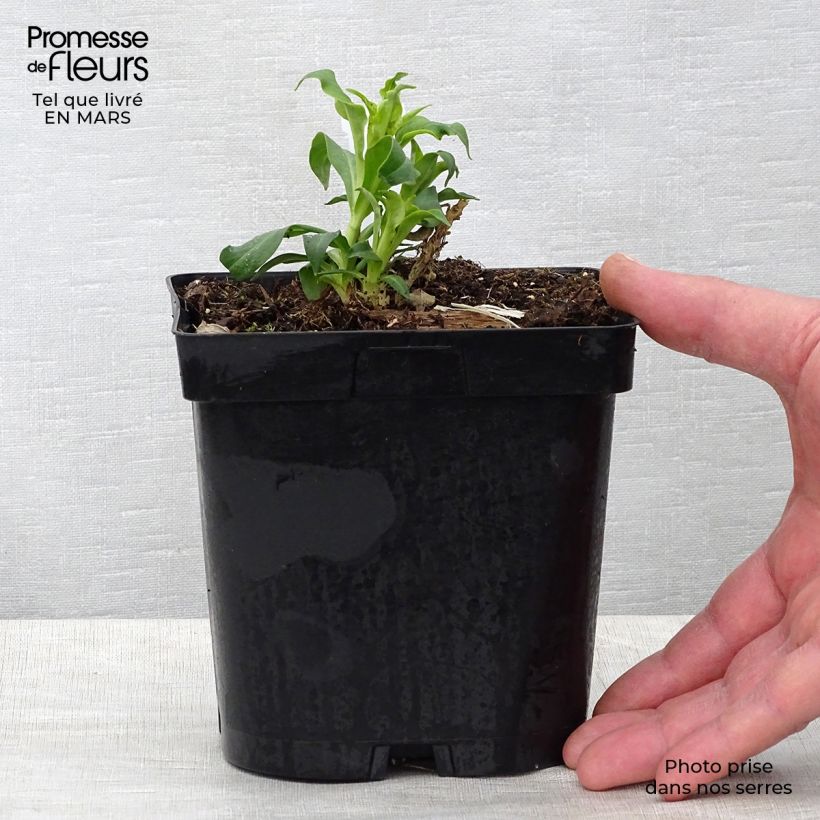 Phlox paniculata Fujiyama Maceta 2L/3L Ejemplar entregado en la primavera