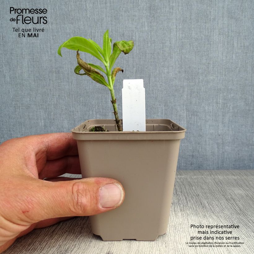 Phlox paniculata Goldmine Maceta de 8/9 cm Ejemplar entregado en la primavera