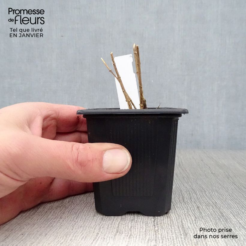 Phlox paniculata Graf Zeppelin Maceta de 8/9 cm Ejemplar entregado en invierno