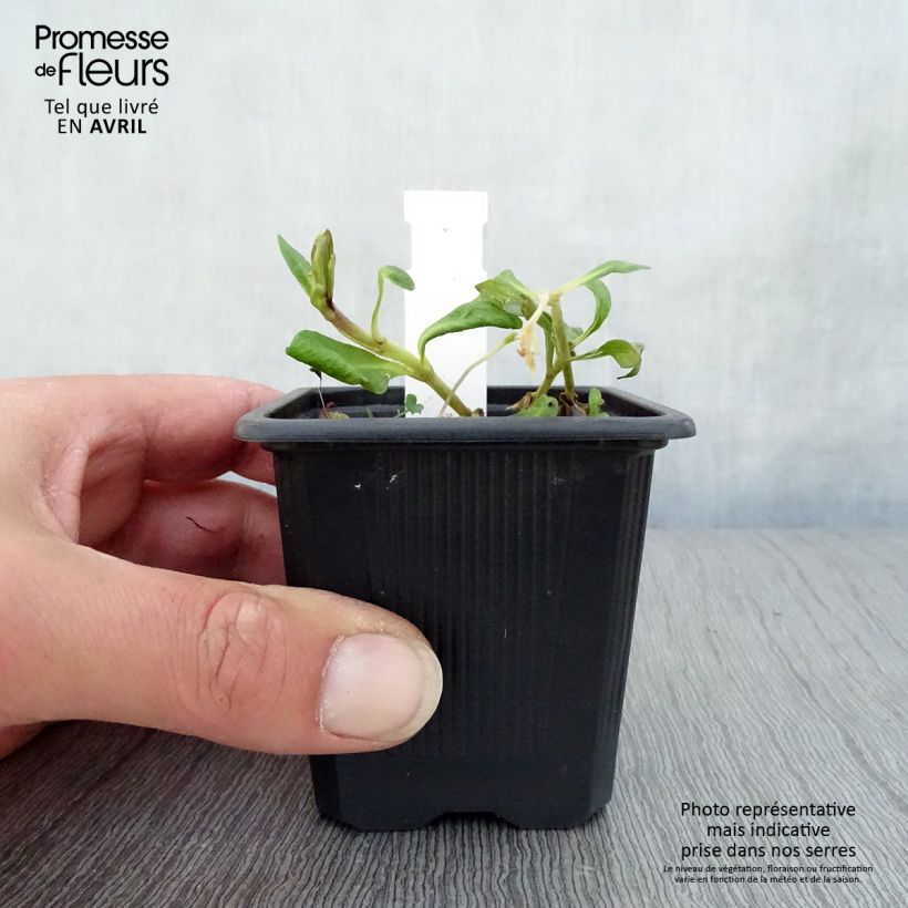 Phlox paniculata Graf Zeppelin Maceta de 8/9 cm Ejemplar entregado en la primavera