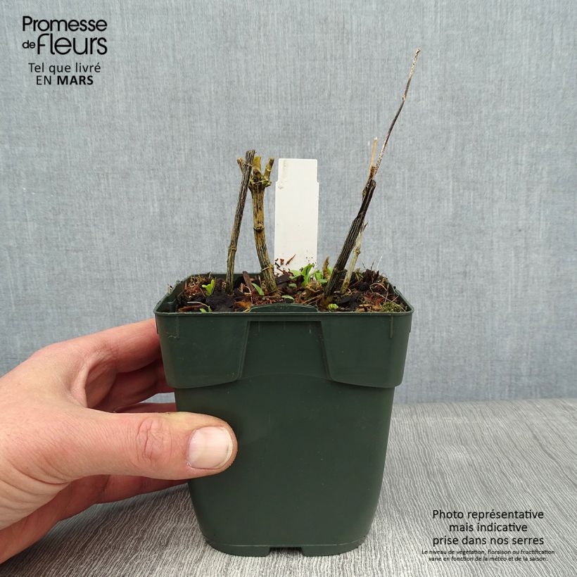 Phlox paniculata Jade Maceta de 8/9 cm Ejemplar entregado en invierno