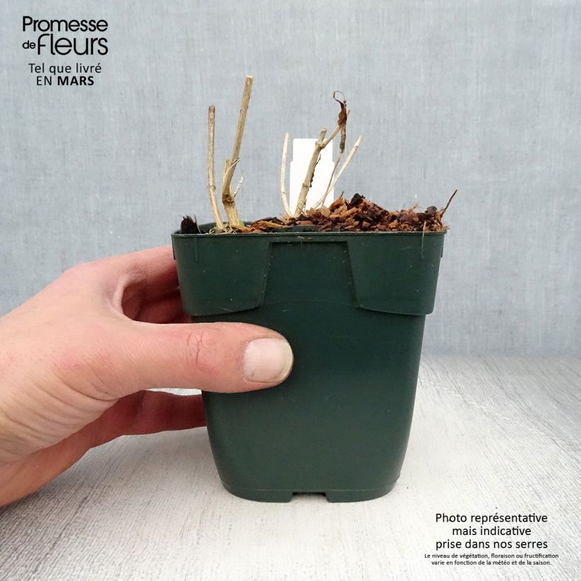 Phlox paniculata Jade Maceta de 8/9 cm Ejemplar entregado en la primavera