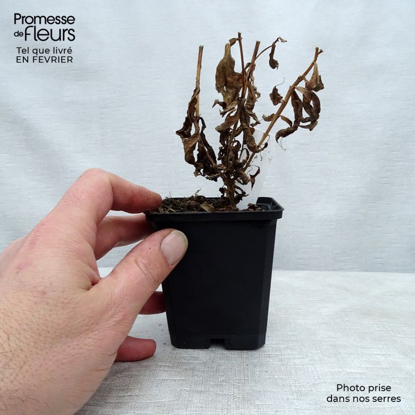 Phlox paniculata Jeana Maceta de 8/9 cm Ejemplar entregado en invierno