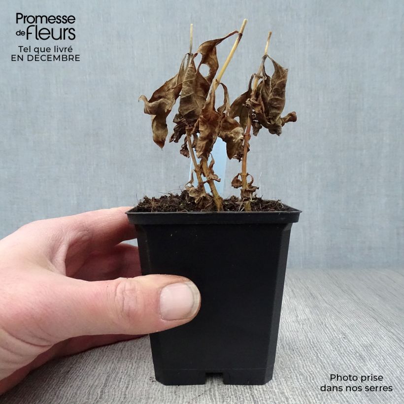 Phlox paniculata Laura Maceta de 8/9 cm Ejemplar entregado en invierno