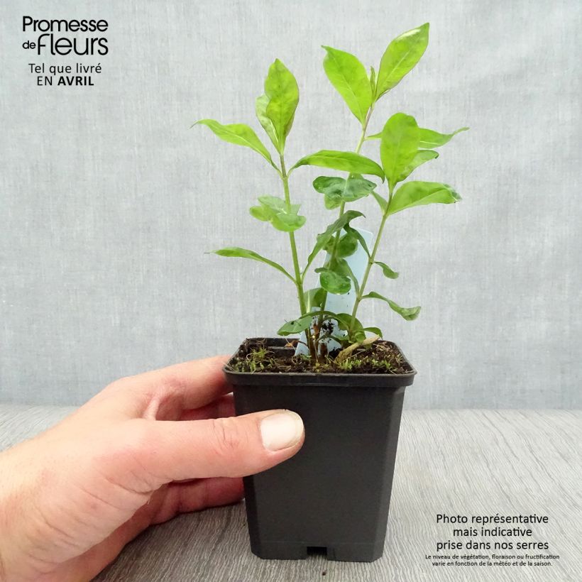 Phlox paniculata Laura Maceta de 8/9 cm Ejemplar entregado en la primavera