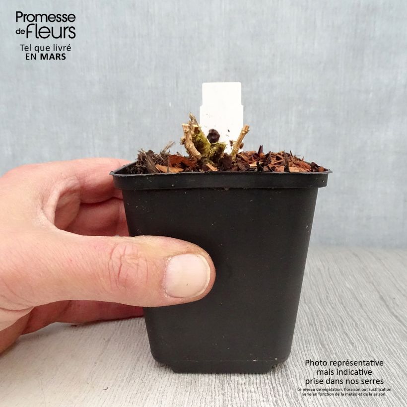 Phlox paniculata Lilac Times Maceta de 8/9 cm Ejemplar entregado en la primavera