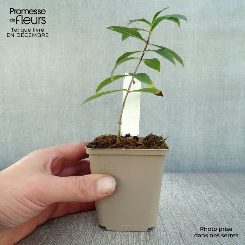 Phlox paniculata Monica Lynden Bell Maceta de 8/9 cm Ejemplar entregado en invierno