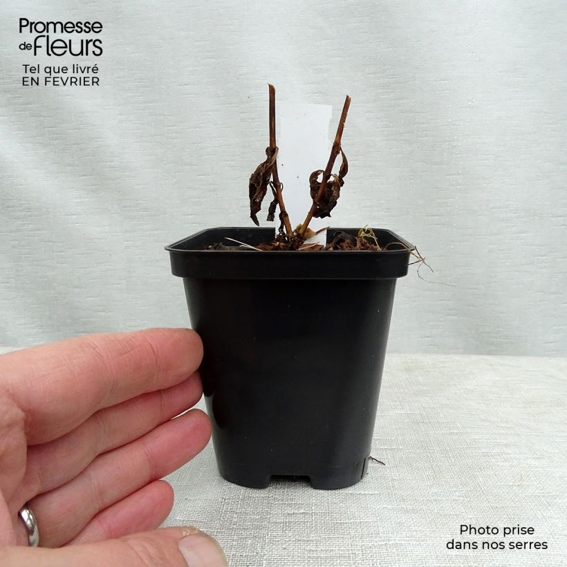 Phlox paniculata Orange Perfection Maceta de 7/8 cm Ejemplar entregado en invierno