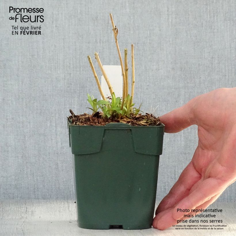 Phlox paniculata Peppermint Twist Maceta de 8/9 cm Ejemplar entregado en invierno