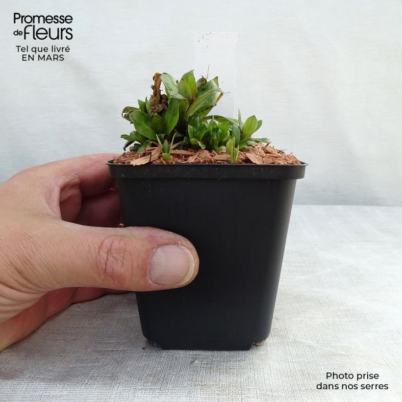 Phlox paniculata Purple Eye Flame Maceta de 8/9 cm Ejemplar entregado en la primavera