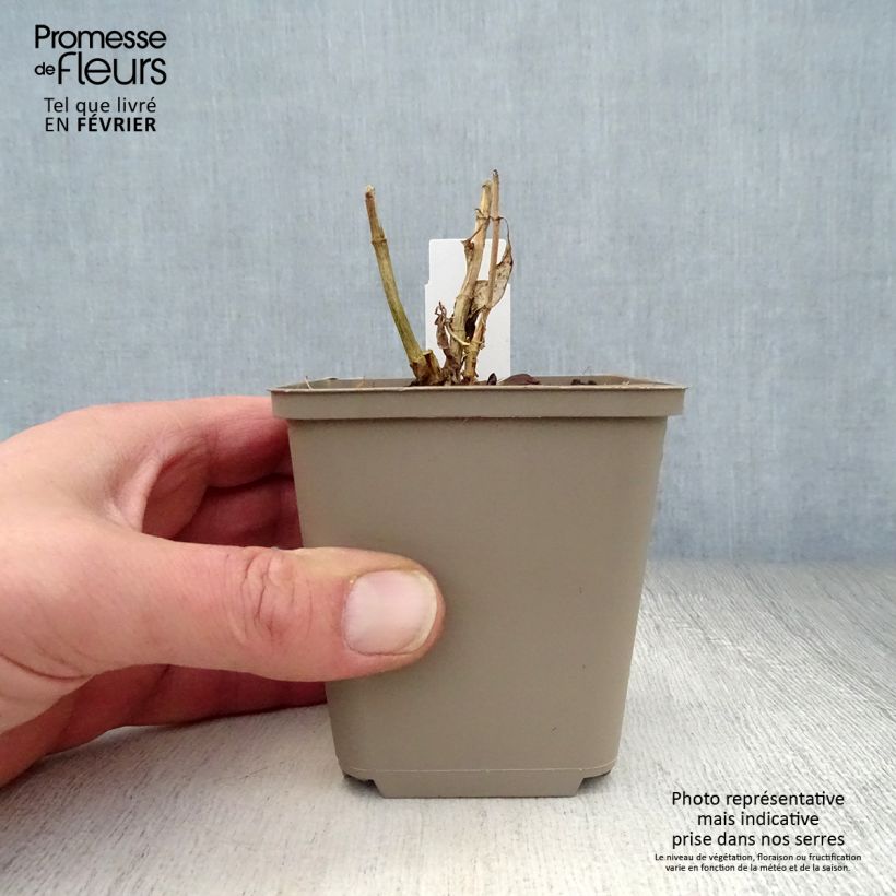 Phlox paniculata Purple Flame Maceta de 8/9 cm Ejemplar entregado en invierno