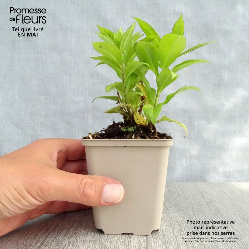 Phlox paniculata Purple Flame Maceta de 8/9 cm Ejemplar entregado en la primavera