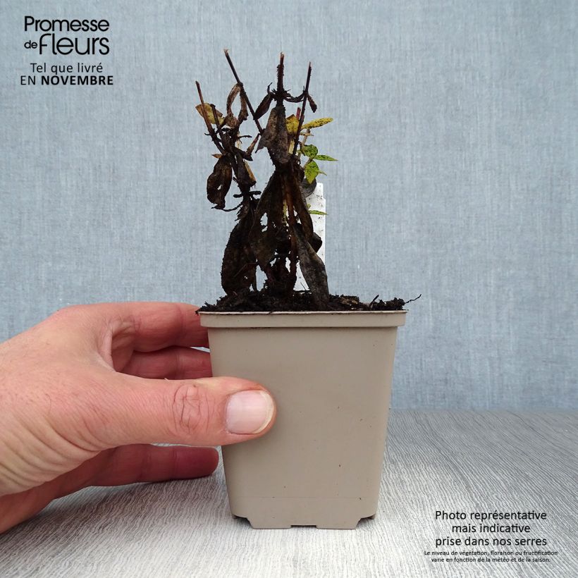 Ejemplar de Phlox paniculata Red Flame Maceta de 8/9 cm entregado en otoño