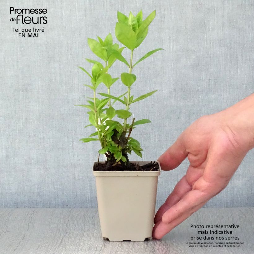 Phlox paniculata Red Flame Maceta de 8/9 cm Ejemplar entregado en la primavera