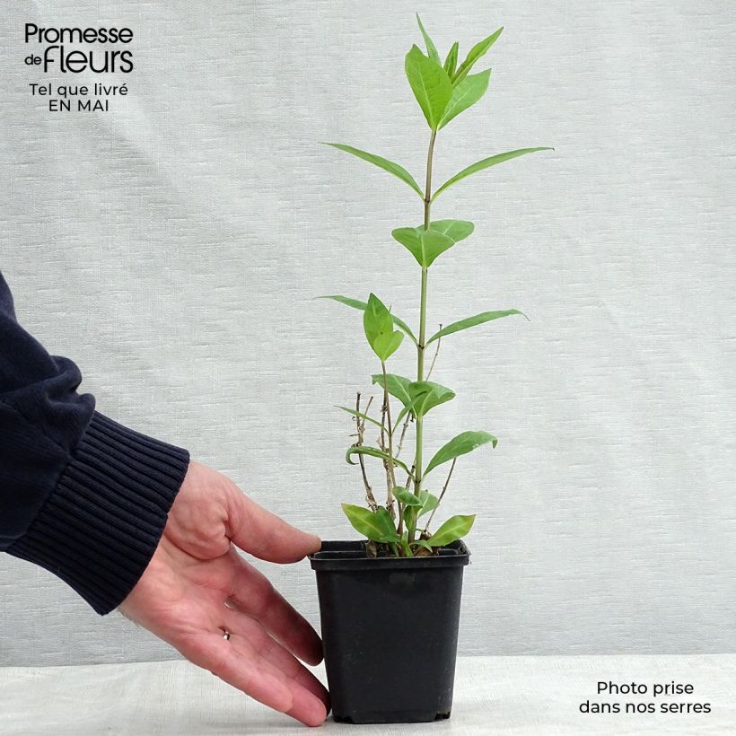 Phlox paniculata Rosa Pastel Maceta de 8/9 cm Ejemplar entregado en la primavera