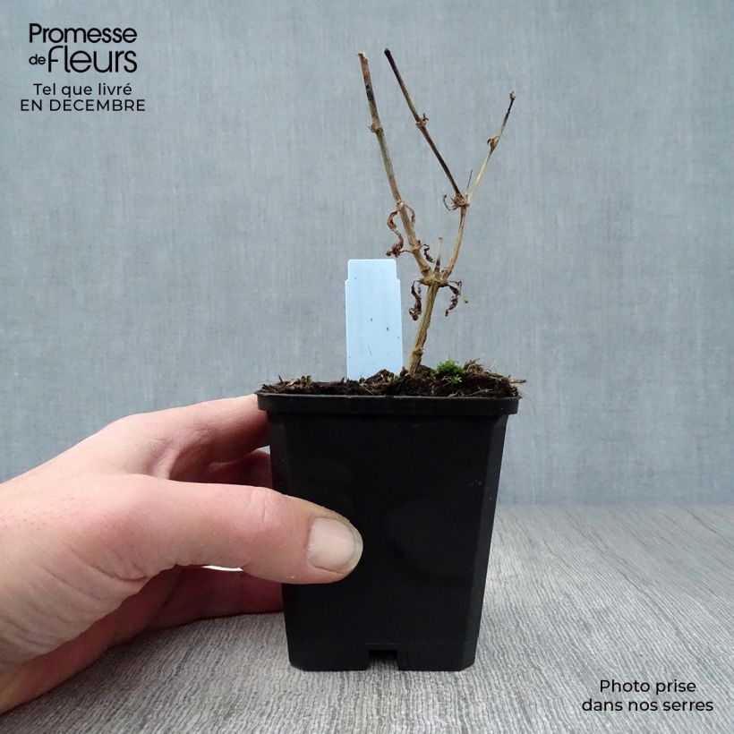 Phlox paniculata Rosa Pastel Maceta de 8/9 cm Ejemplar entregado en invierno