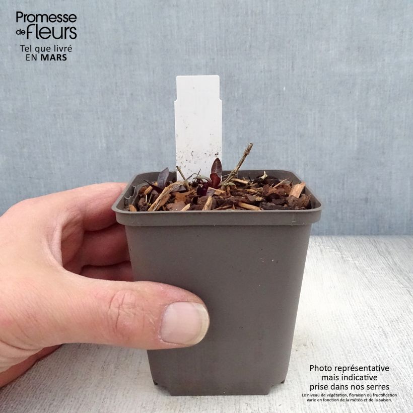 Phlox paniculata Septemberglut Maceta de 8/9 cm Ejemplar entregado en la primavera