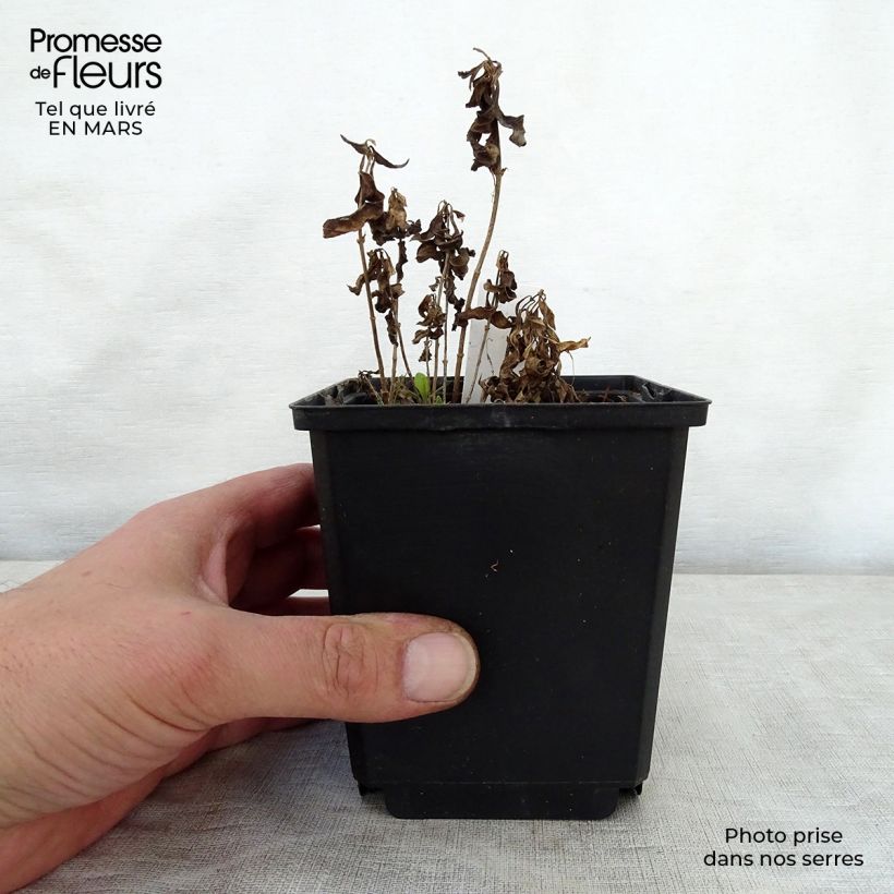 Phlox paniculata Sherbet Cocktail Maceta de 10 cm/11 cm Ejemplar entregado en la primavera