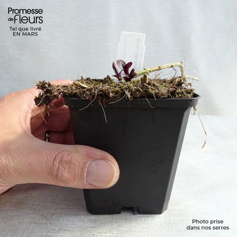 Phlox paniculata Starfire Maceta de 8/9 cm Ejemplar entregado en invierno