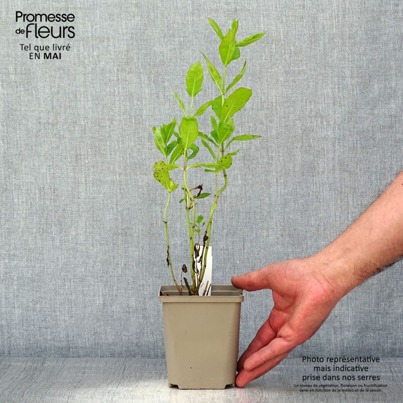 Phlox paniculata Tequila Sunrise Maceta de 8/9 cm Ejemplar entregado en la primavera