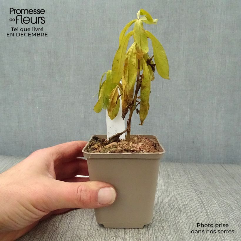 Phlox paniculata The King Maceta de 8/9 cm Ejemplar entregado en invierno