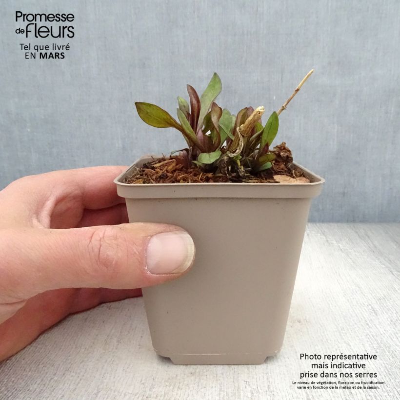 Phlox paniculata The King Maceta de 8/9 cm Ejemplar entregado en la primavera