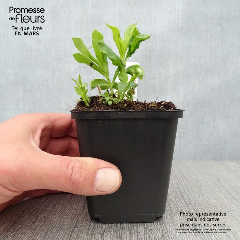 Phlox paniculata Tiara Maceta de 8/9 cm Ejemplar entregado en la primavera