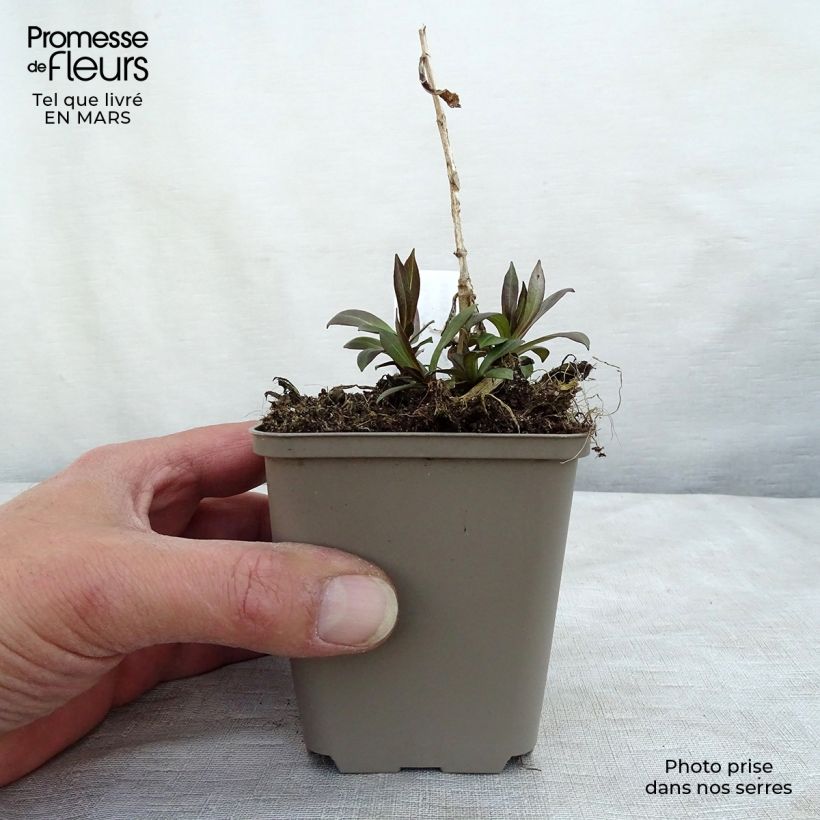 Phlox paniculata Uspech Maceta de 8/9 cm Ejemplar entregado en invierno