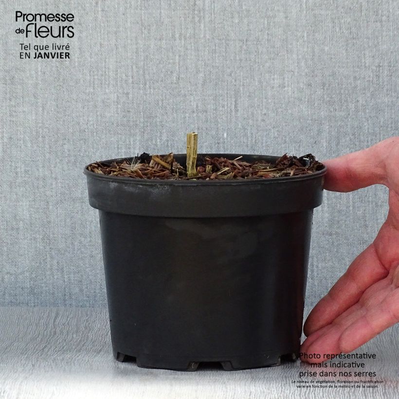 Phlox paniculata Uspech Maceta 2L/3L Ejemplar entregado en invierno