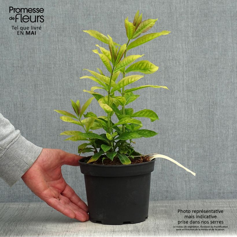 Phlox paniculata Uspech Maceta 2L/3L Ejemplar entregado en la primavera