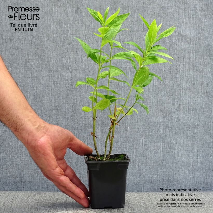 Ejemplar de Phlox paniculata Windsor Maceta de 7/8 cm entregado en verano