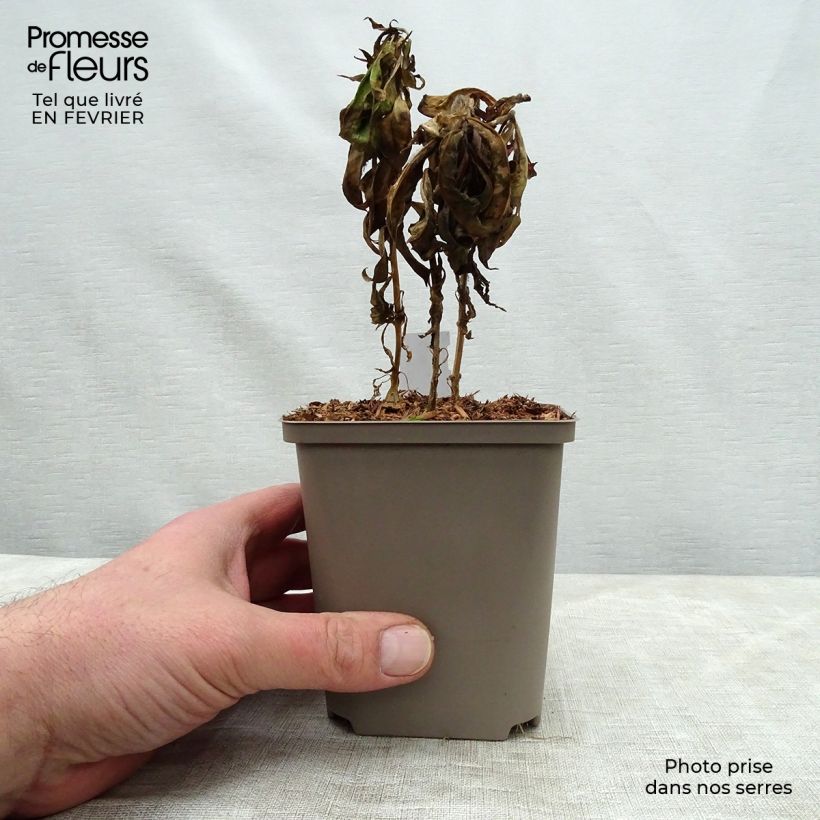 Phlox paniculata Windsor Maceta de 7/8 cm Ejemplar entregado en invierno