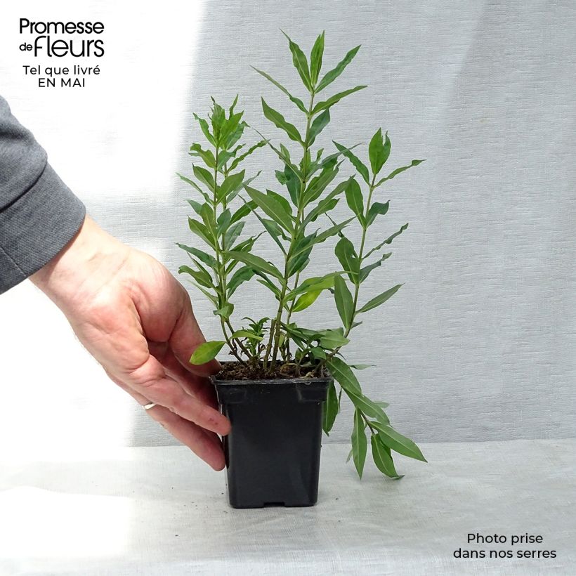 Phlox paniculata Windsor Maceta de 7/8 cm Ejemplar entregado en la primavera