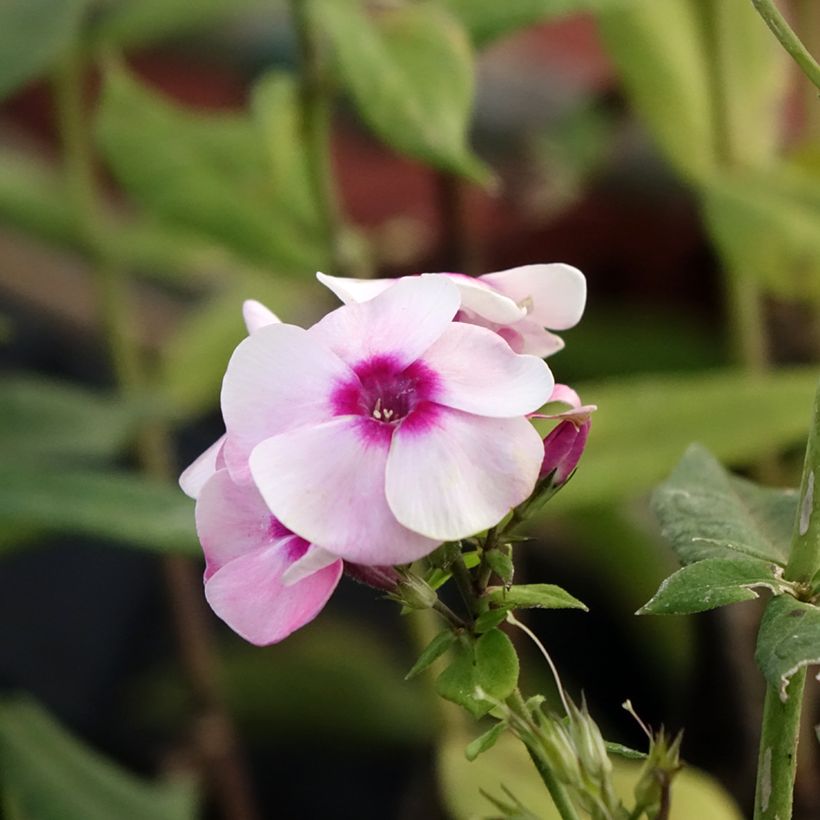 Phlox paniculata Younique Bicolor (Floración)