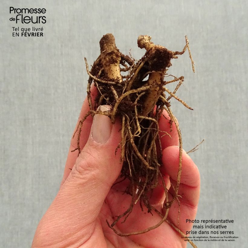 Phlox paniculata Younique Orange Raíces desnudas Ejemplar entregado en invierno