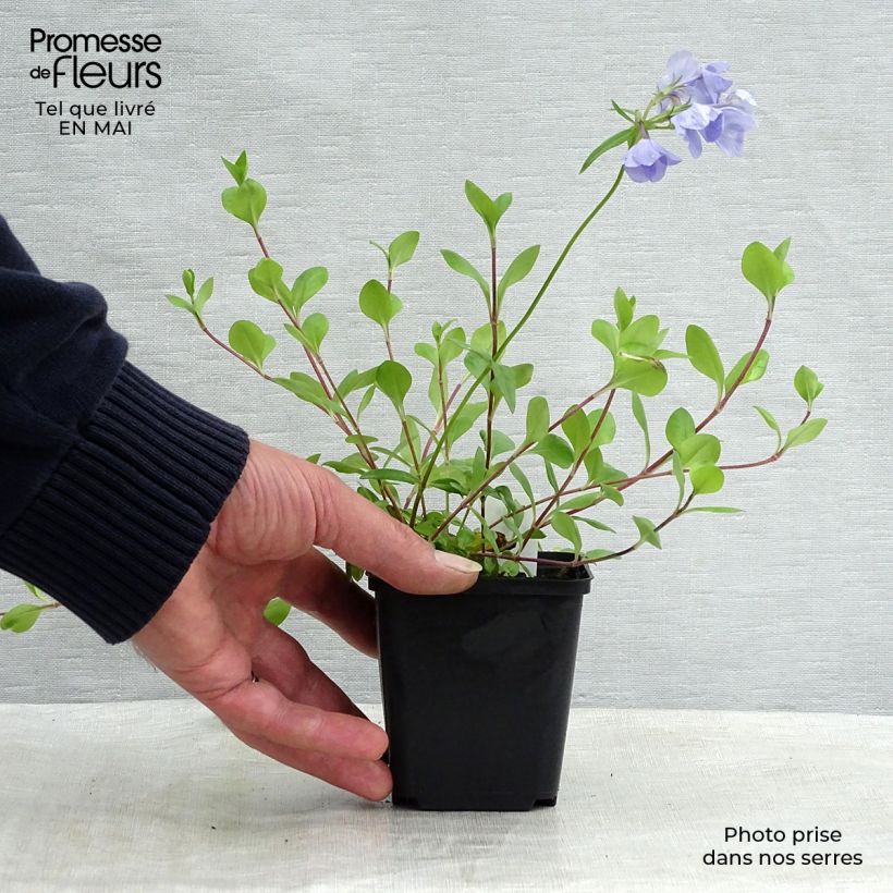 Phlox stolonifera Blue Ridge Maceta de 8/9 cm Ejemplar entregado en la primavera
