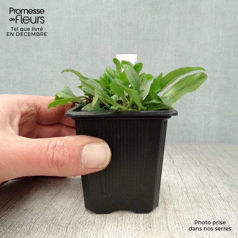 Phlox stolonifera Blue Ridge Maceta de 8/9 cm Ejemplar entregado en invierno