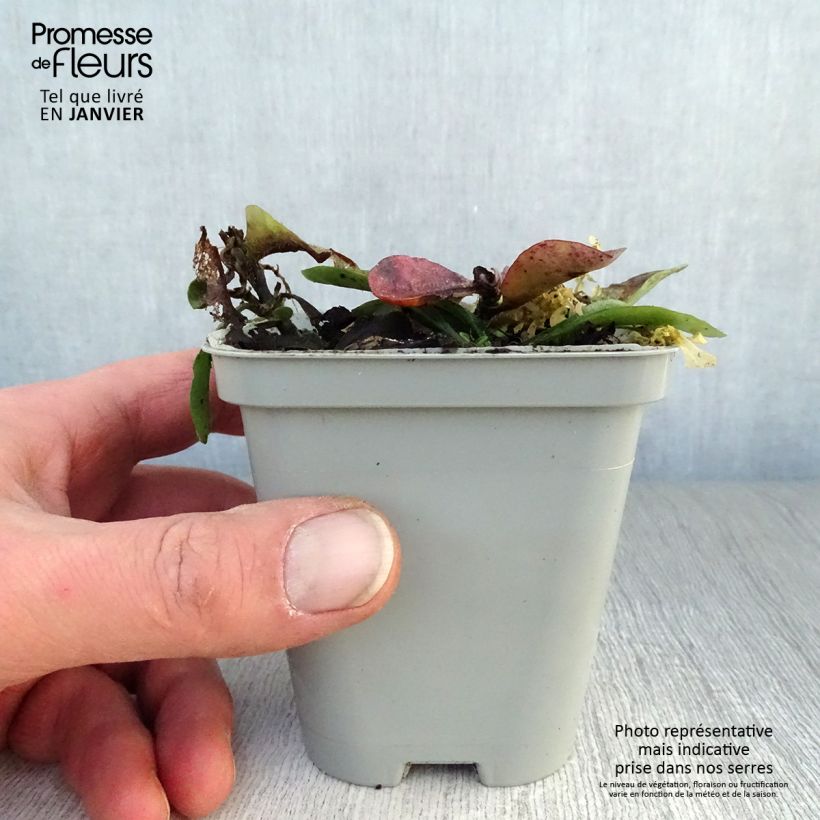 Phlox stolonifera Home Fires Maceta de 8/9 cm Ejemplar entregado en invierno