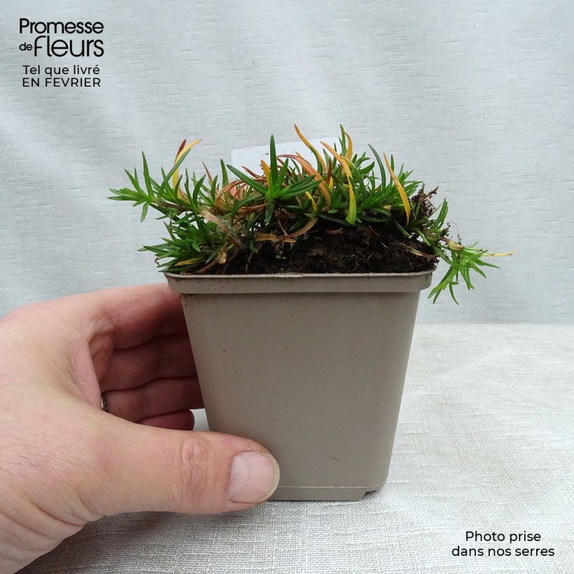 Phlox subulata Cushion Blue - Flox musgoso Maceta de 8/9 cm Ejemplar entregado en invierno