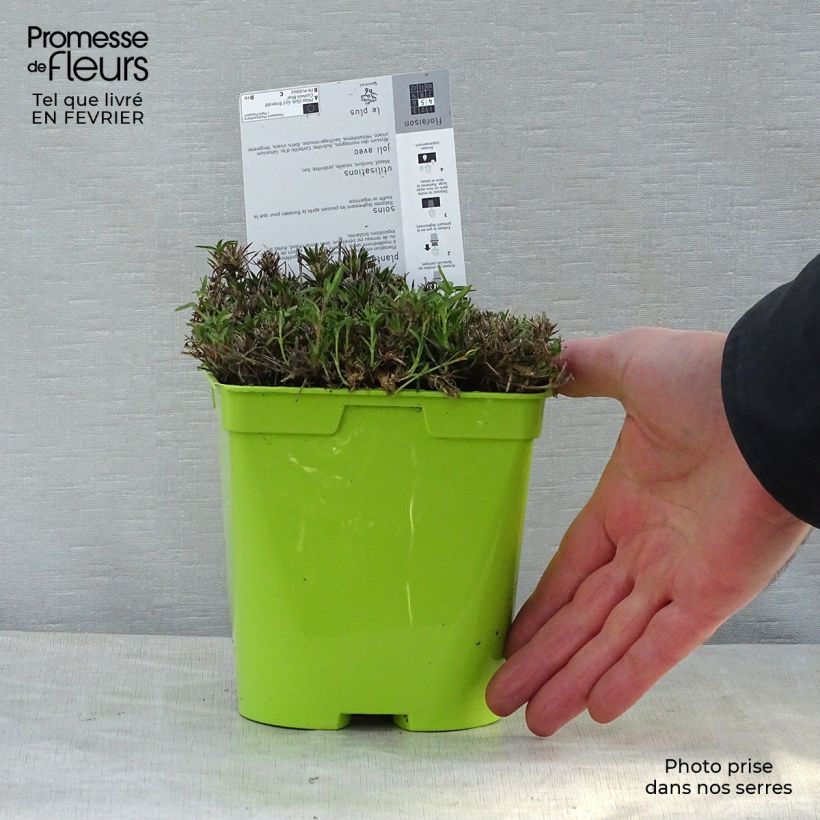 Phlox subulata Cushion Blue - Flox musgoso Maceta 2L/3L Ejemplar entregado en invierno