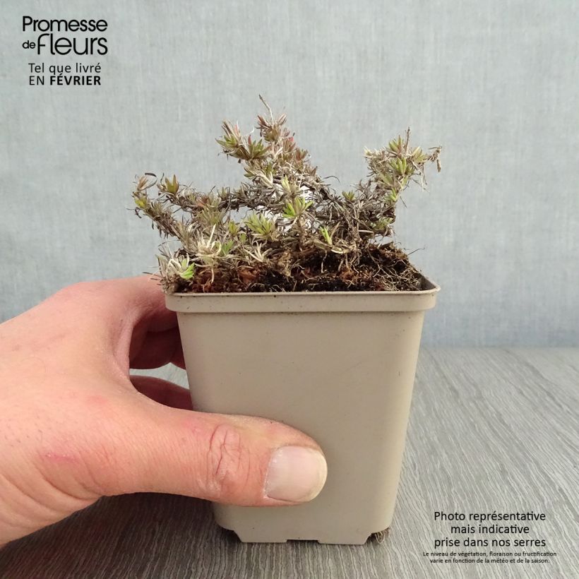Phlox subulata McDaniel's Cushion - Flox musgoso Maceta de 8/9 cm Ejemplar entregado en invierno