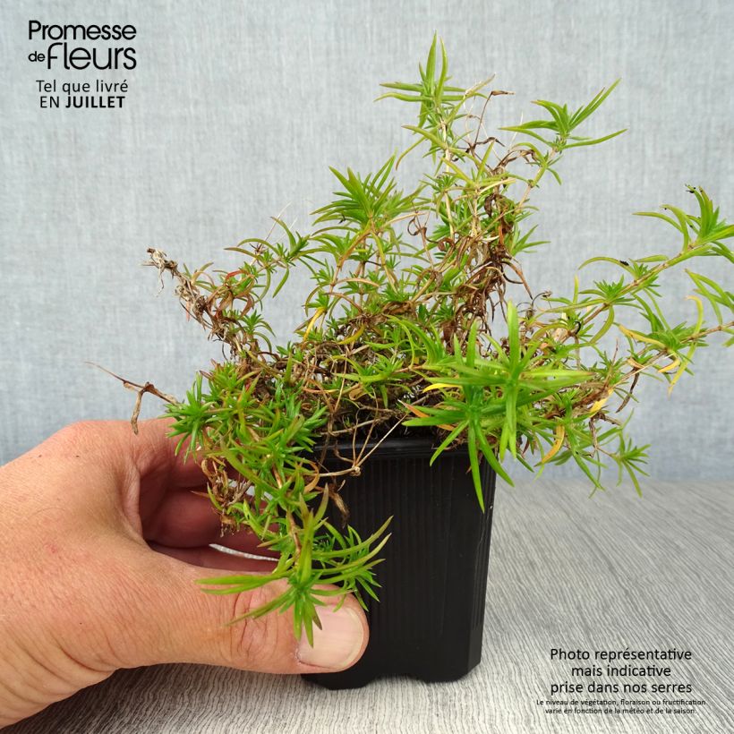 Ejemplar de Phlox subulata Purple Beauty - Flox musgoso Maceta de 8/9 cm entregado en verano