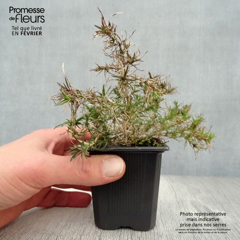 Phlox subulata Purple Beauty - Flox musgoso Maceta de 8/9 cm Ejemplar entregado en invierno