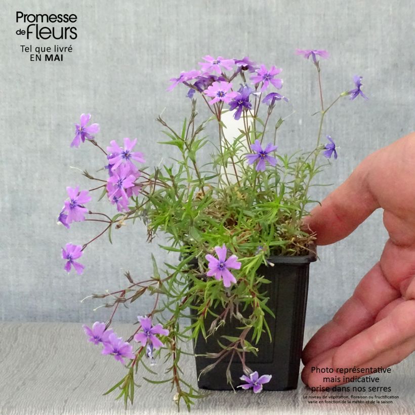 Phlox subulata Purple Beauty - Flox musgoso Maceta de 8/9 cm Ejemplar entregado en la primavera
