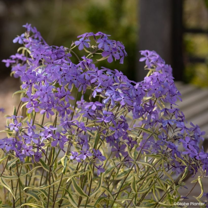 Phlox divaricata Blue Ribbons (Floración)